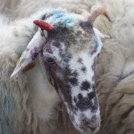 OVIS Boring sheep that have been changing the world <em>Foto: Karmina Silec</em>